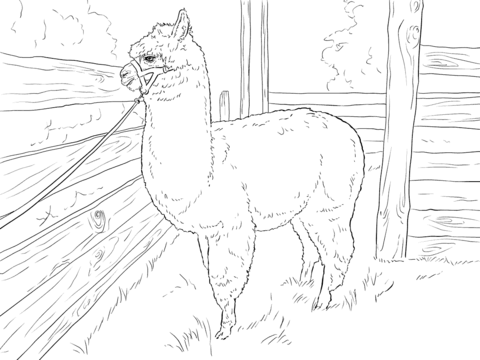 Realistic Alpaca Coloring Page